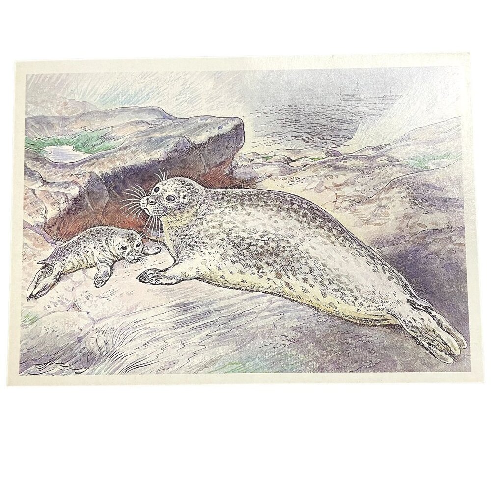 Baltic Seal Postcard By V. A. Guriyev 1989 USSR Vintage Art Print Illustration u
